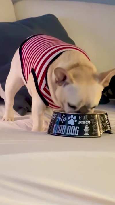 Today she was only interested in eating if it was on the couch 🙄 My fat-fat, Rachel 🩷