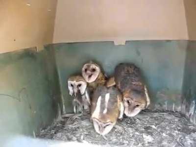 🔥 Barn owls have no idea how creepy they can come across