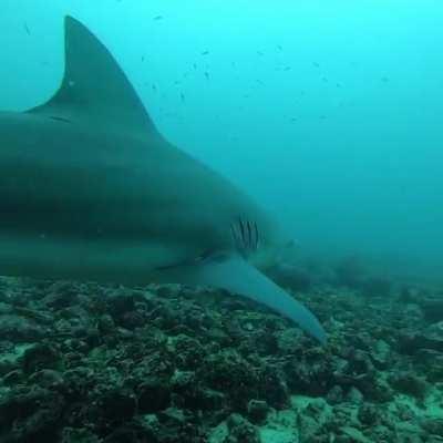 I went for a swim and had a friend come over to check me out of the murk.