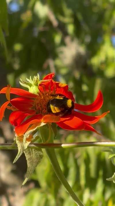 bee sleeping in flower