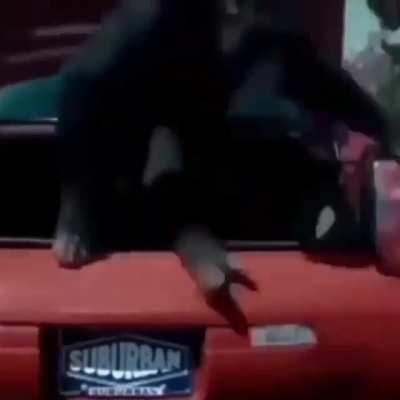 ACIL DURUM MONKE 😧