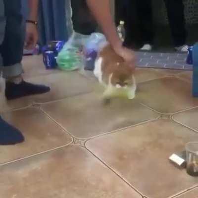 To catch the yellow mouse-looking object