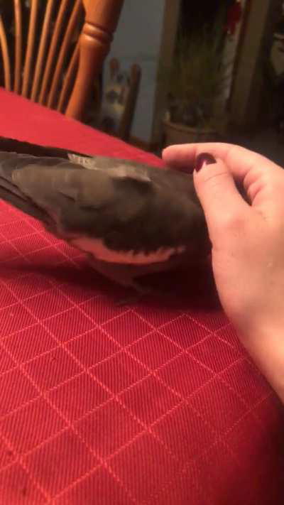 i love my tiny squeaker 🫶🏽