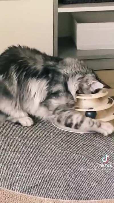 Not the sharpest tool in the shed