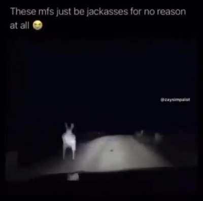 these dudes are just assholing it now.