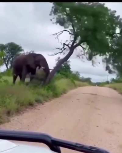 Poor elephant, his balls were itching and he had to do something about it