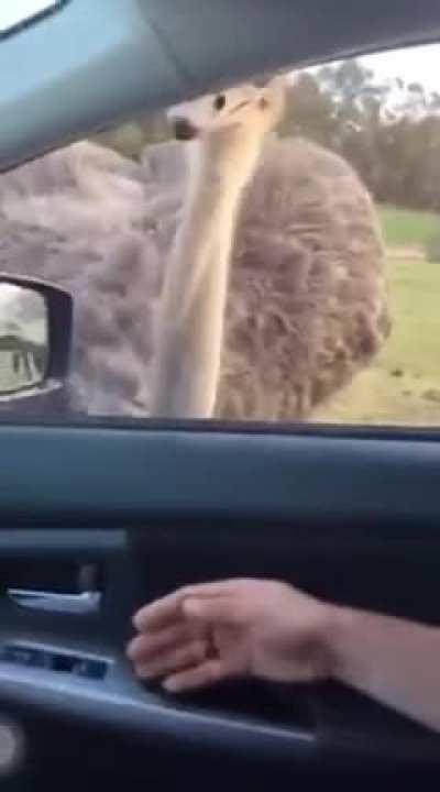 We all love peanuts.