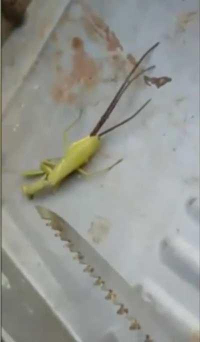 This parasite inside of a praying mantis