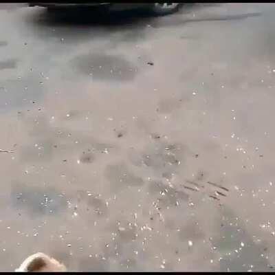 Video original pfv .grato