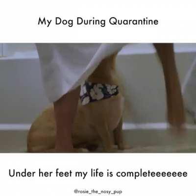 My dog during quarantine