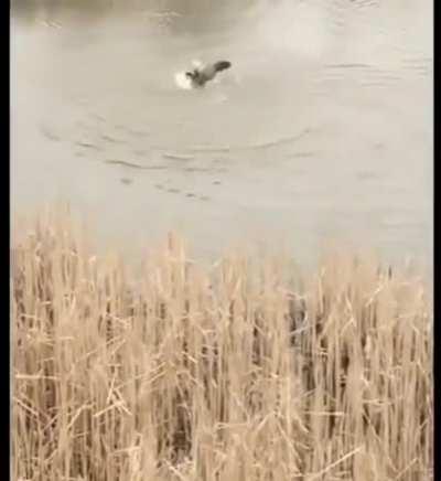 Mother goose protecting its nest from seagull (via drowning it)🤭