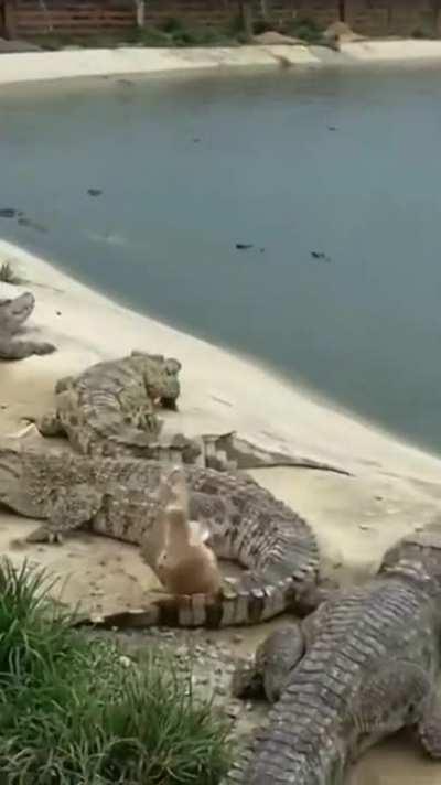 Passing over some crocodiles