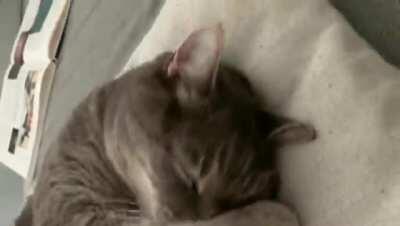 You guys wanted more of my cat Nino, so here is another cute video of him waking up