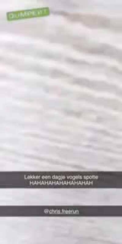 Bullying the bird watchers