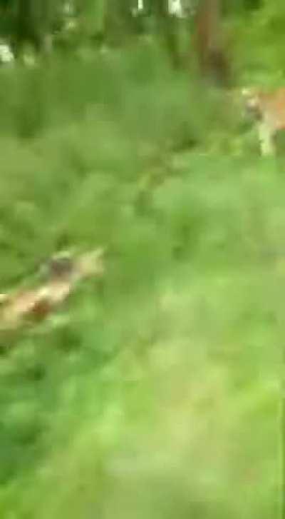 Tiger looking for lunch