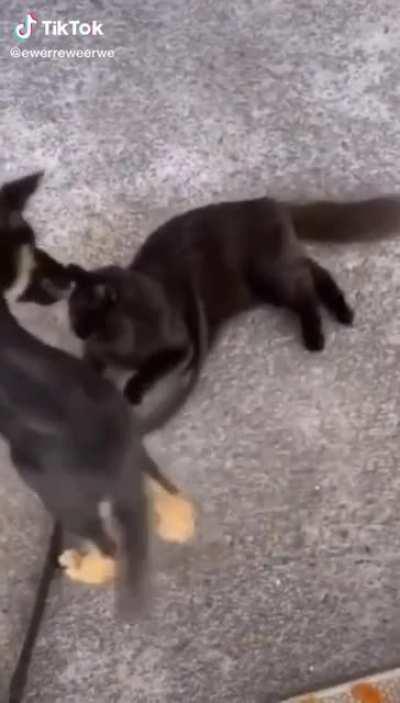 Dog even gave him a goodbye kiss