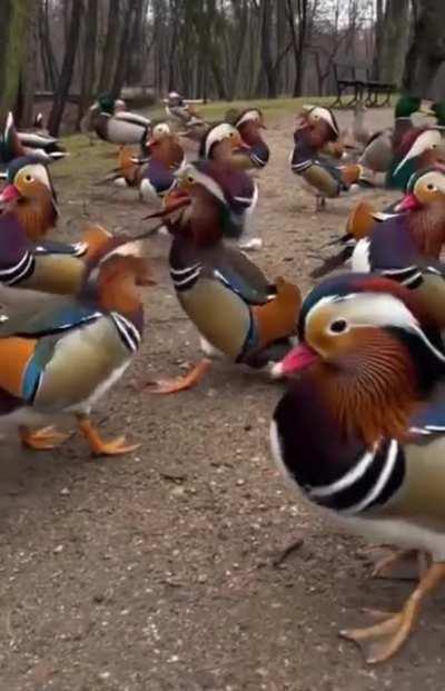 these ducks look animated