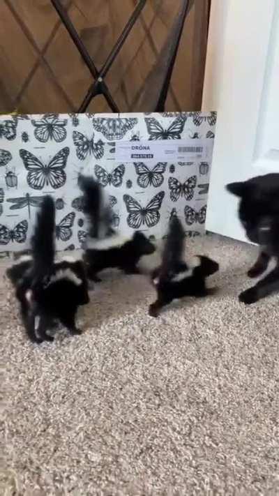 какие-то вонючие котята