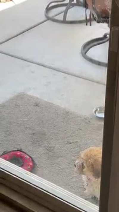 I will show you the way 🐶😂