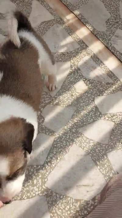 These 1 month old puppies are looking for a home. If someone is interested plz dm.