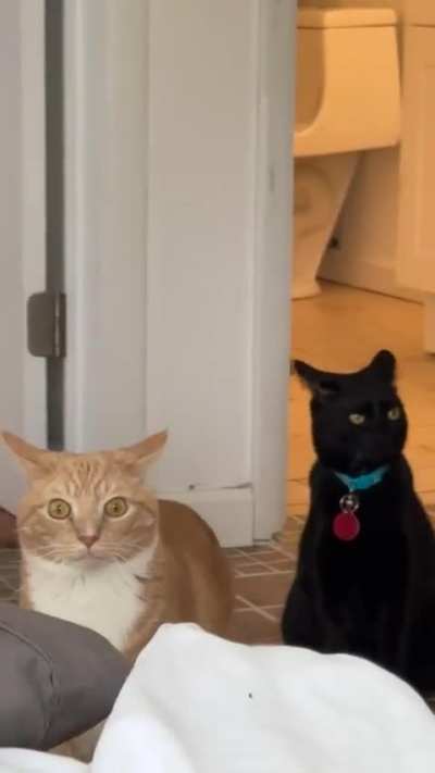 They did NOT like the air mattress