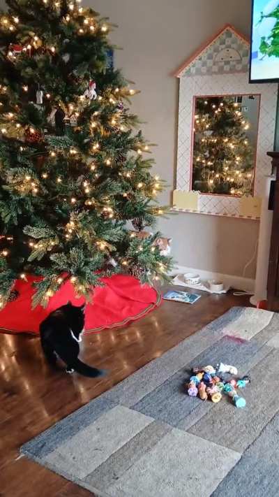 They just have to mess around the Christmas tree. Its like a magnet to them,lol.