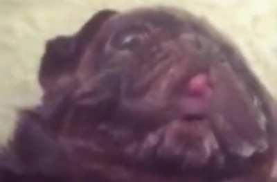 blursed edgar
