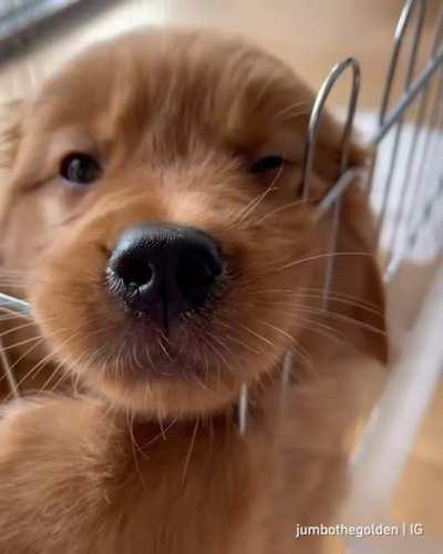 He craves your attention.