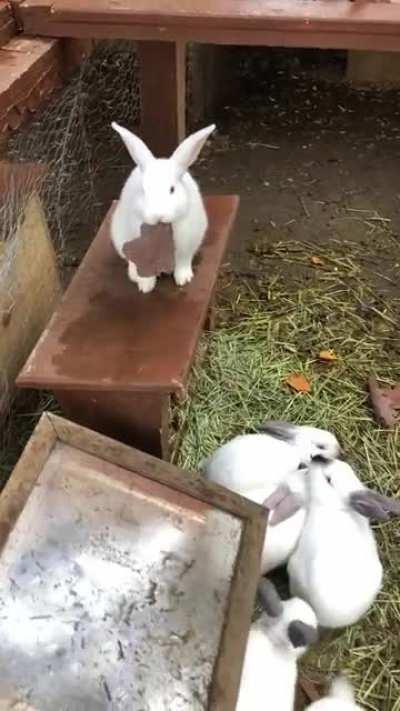 To the victor go the maple leaves. Let the others grovel in their pool of inadequacy.