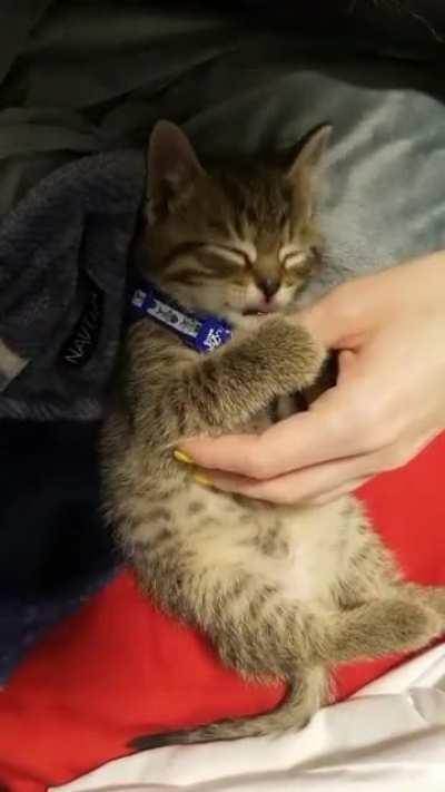 Tiny belly scratches