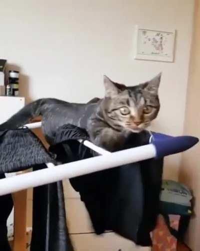 Cat messing with the drying rack