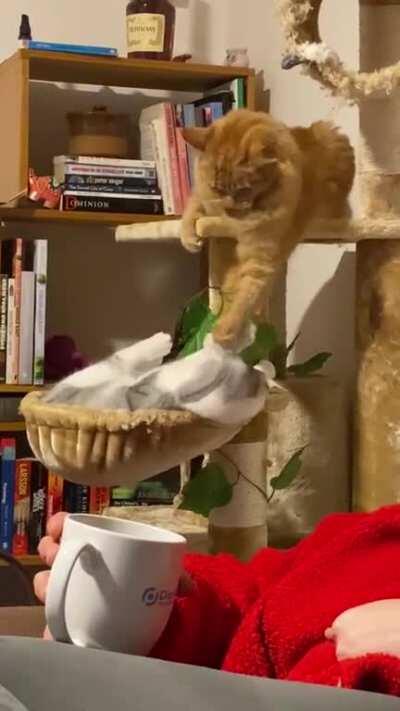 My cats beat the shit out of each other then five minutes later they’re kissing and cuddling