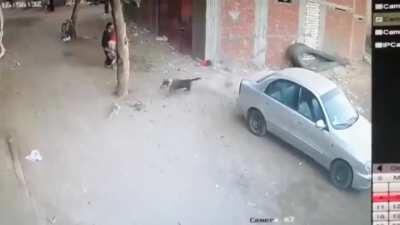 WCGR Little boy being attacked by a Dog
