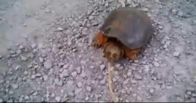 when failed turtle domestication
