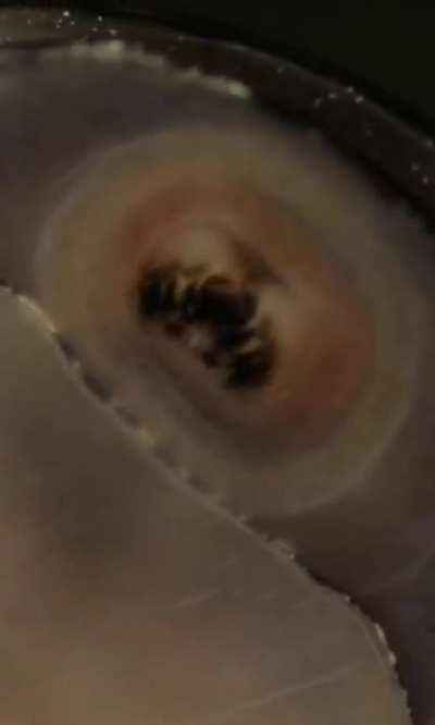 In case you’ve ever wanted to see a nerite snail eating in macro.