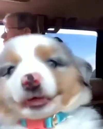 Pupper Happy To Be On A Road Trip