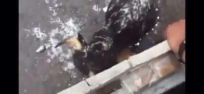 The bull takes the W NSFL