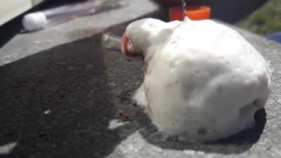 Kene vs Hidrojen peroksit (bu orospu cocukları hemen hemen her hayvanda deli acıya neden olur ve KKKA hastaligi taşırlar)