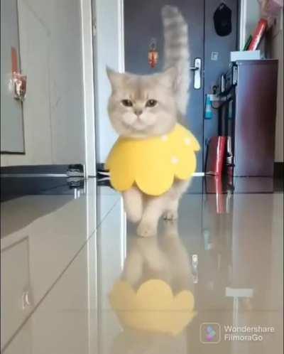 Professional catwalk