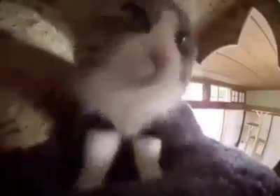 Early footage of $Yung Floppa$ freestyling before it got stolen by these rhythm game developers 🥶