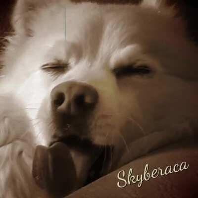 The Great Skyberace!!