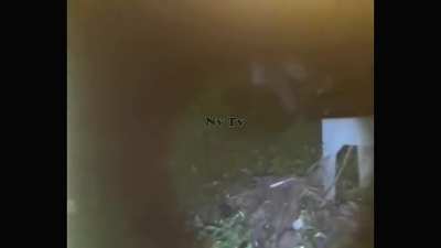 A horrific creature was captured at night outside the house of a Brazilian man