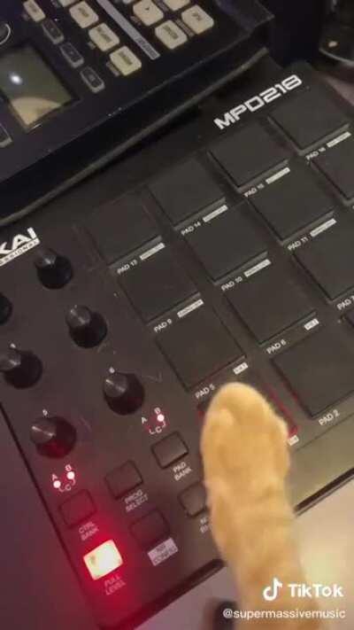 What your cat does when you're not home