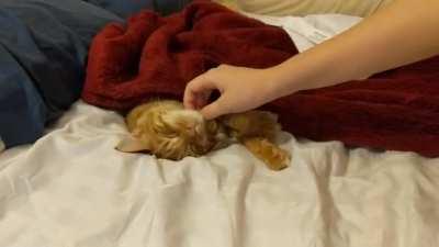 My boy Crispy loves being tucked in