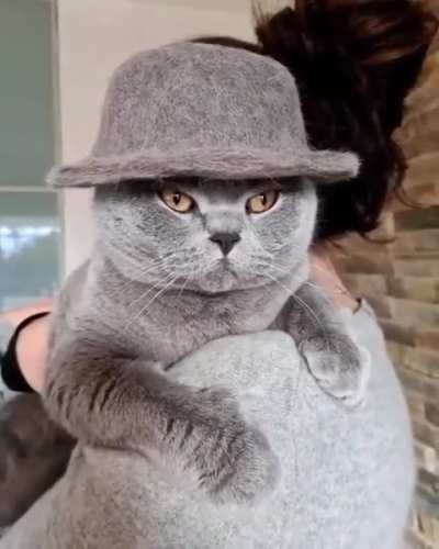 The cat in the hat made of its own fur