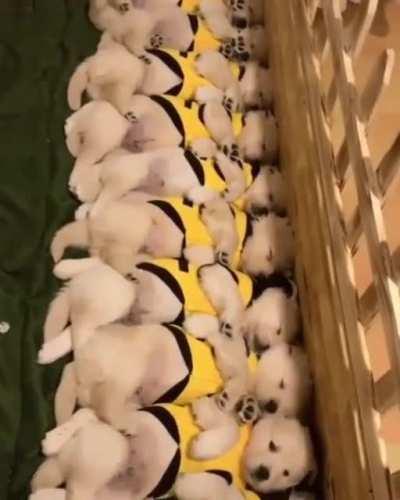When all the puppers wake up from their nap at once...