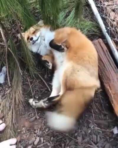 The Red Fox's adaptability and resourcefulness have earned it a legendary reputation for intelligence and cunning. Also, a fox's tail is called a 
