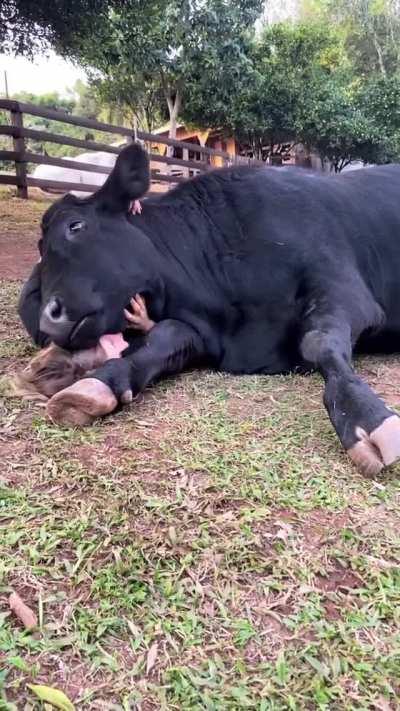 Cows have so much love to give to those that show them kindness