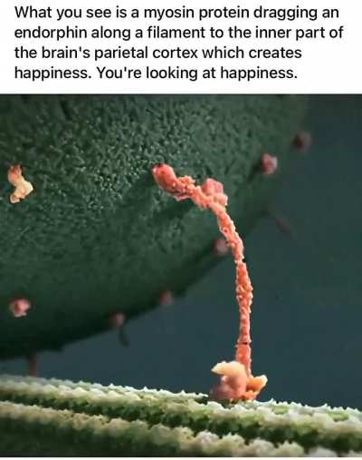 The path to happiness is literally just putting one foot infront of other