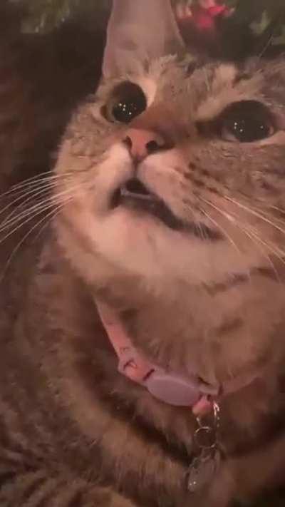 Tuna really liked the christmas tree